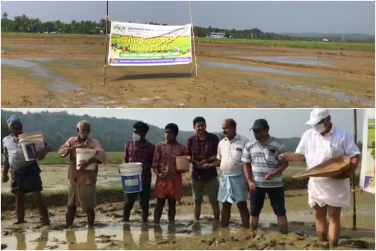 Pattuvam panchayath Agricultural project  ഭൂമിക്കൊരു കൈത്താങ്ങ് പദ്ധതി  MVR ayurveda medical college  എം.വി.ആർ. ആയുർവേദ മെഡിക്കൽ കോളജ്  Paddy cultivation kannur  കണ്ണൂരിലെ നെൽകൃഷി  എംവിആർ മെഡിക്കൽ കോളജും പട്ടുവ പഞ്ചായത്തും കൈകോർക്കുന്നു  MVR ayurveda medical college with Pattuvam panchayath