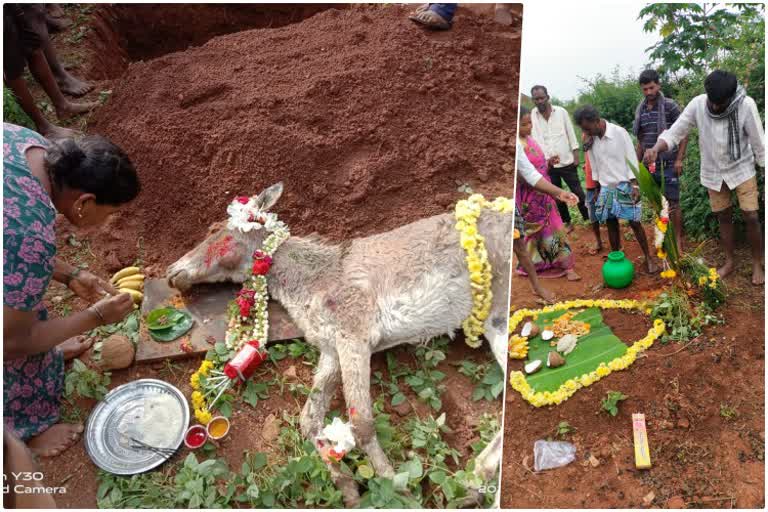 Ganganahalli villagers who performed tithi  for donkey