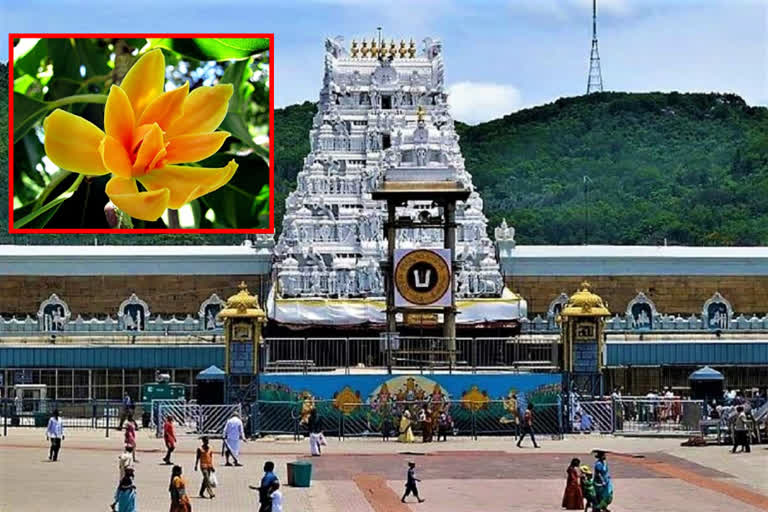 tirumala sampangi