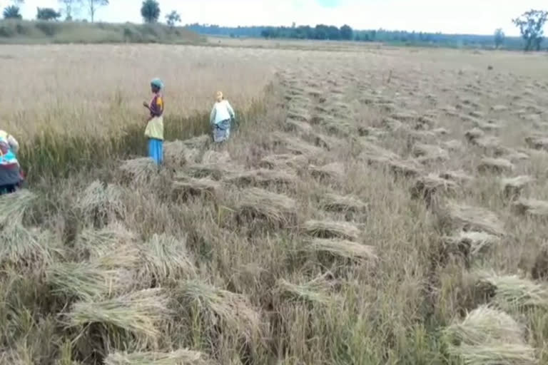 Possibility of damage to standing crop due to rain