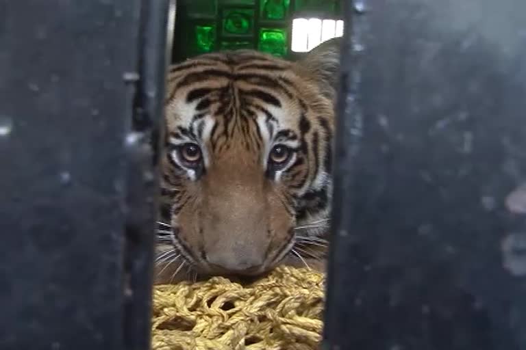 tiger-walking-on-road-in-chikkamagalore-viral-video