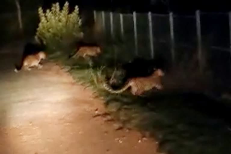 three leopards appeared on mysore chamundi hill road