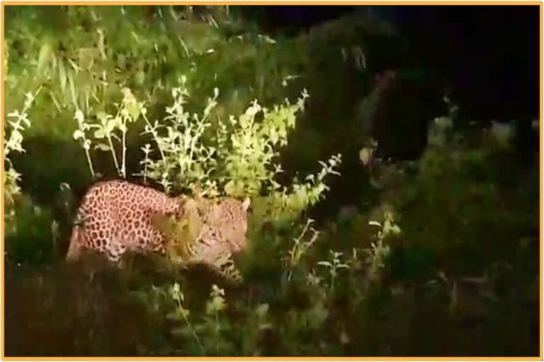 leopard-roaming-freely-at-some-ares-of-guwahati