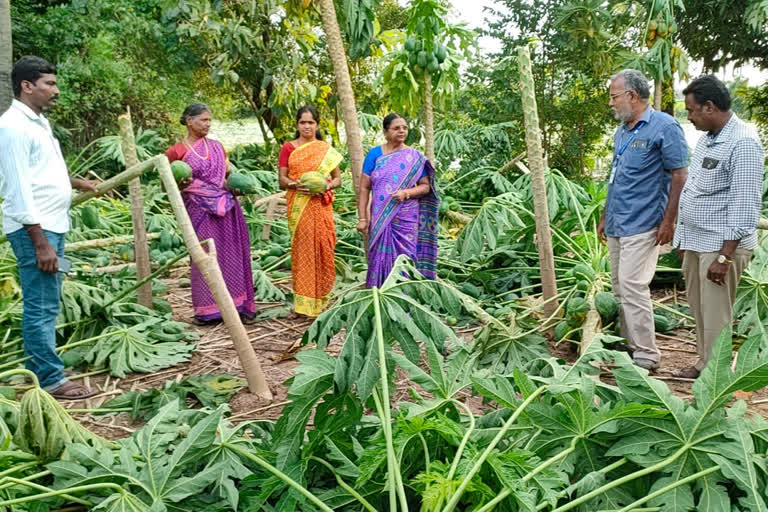 agri dept jebakumari inspetion in thiruvallur