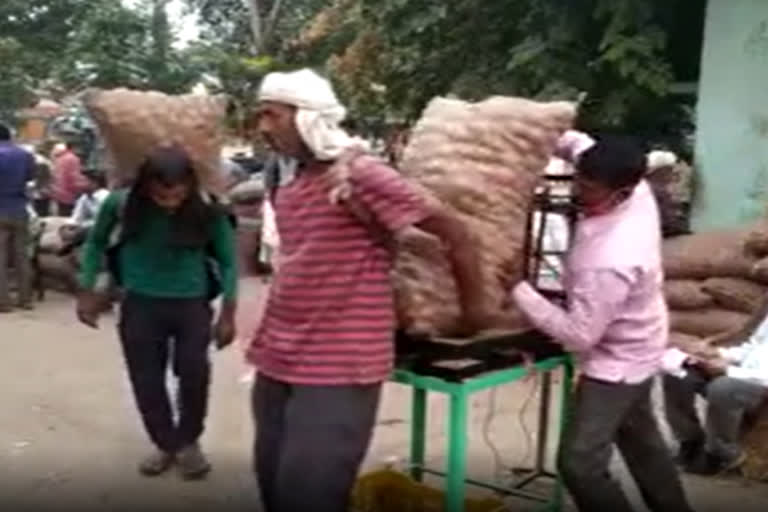 Onion production in Alwar