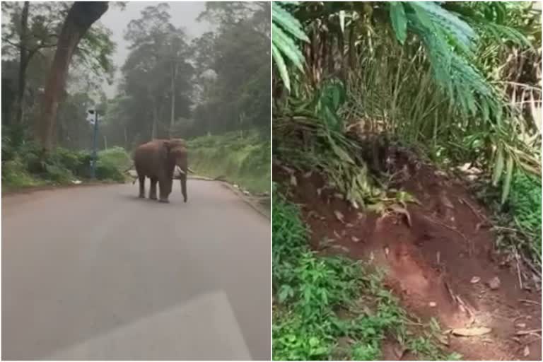 wild elephant  wild elephant attack  wild elephant attack in idukki  wild elephant attack in shanthanpara  forest department  കാട്ടാന ശല്യം  ഇടുക്കിയിൽ കാട്ടാന ശല്യം  കാട്ടാന  വനംവകുപ്പ്