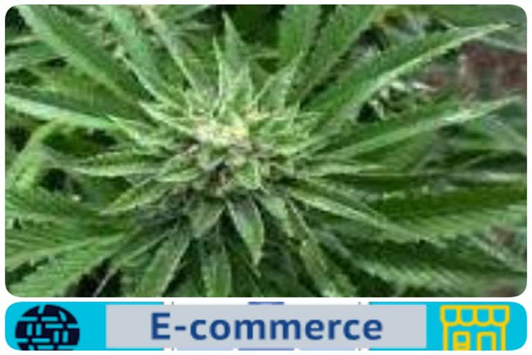 Hemp was being smuggled under guise of e commerce company