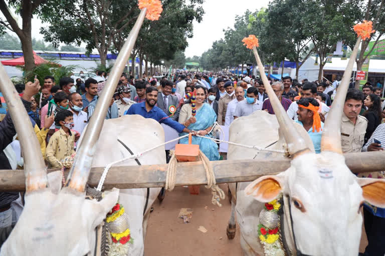 shobha karandlaje drive bullock hackery in Krishi mela