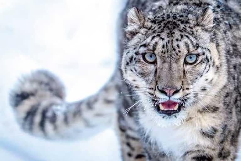 snow leopards