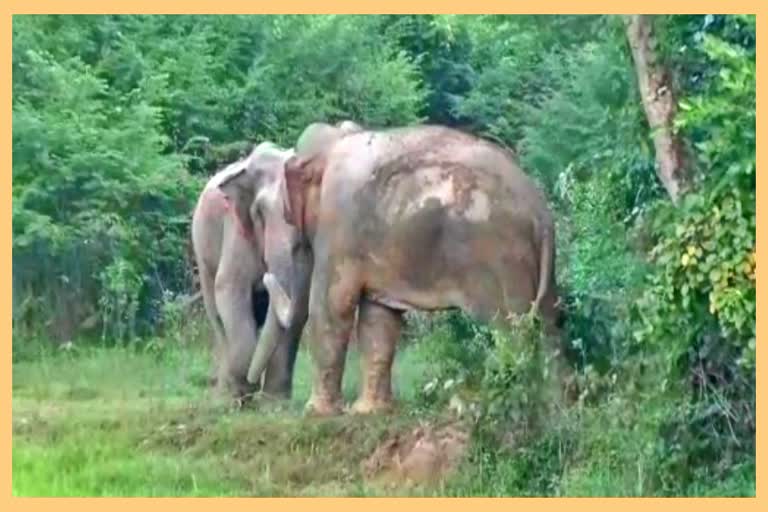 free-wild-elephant-walking-in-chamguri