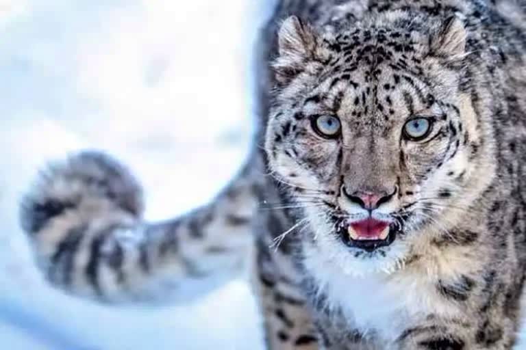 snow leopards