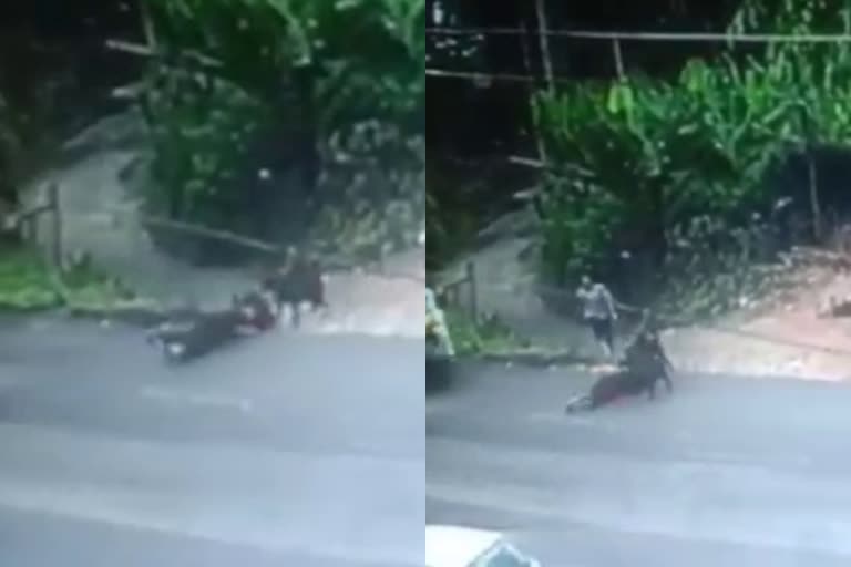 woman bitten by dogs  woman bitten by dogs in thamarassery  dogs bite woman  dogs bite woman in thamarassery  serious injury for woman bitten by dogs  വളർത്തുനായ ആക്രമണം  താമരശ്ശേരി വാർത്ത  നായ ആക്രമണം വാർത്ത  വളർത്തുനായ ആക്രമണം വാർത്ത