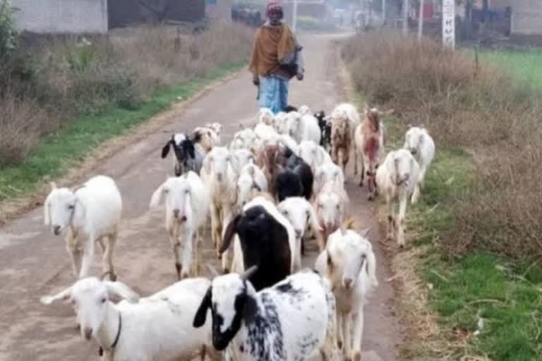 haryana-government-sheep-goat-cattle-subsidy-scheme