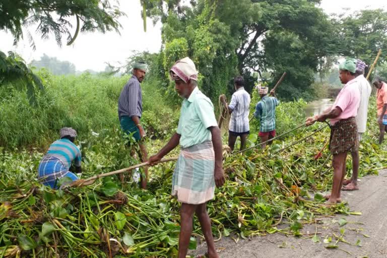 rain paddy damage