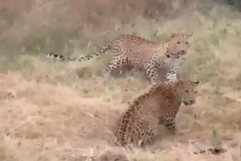 Jaipur news, Jhalana Leopard Reserve