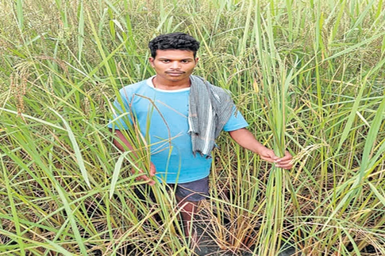 natural farming