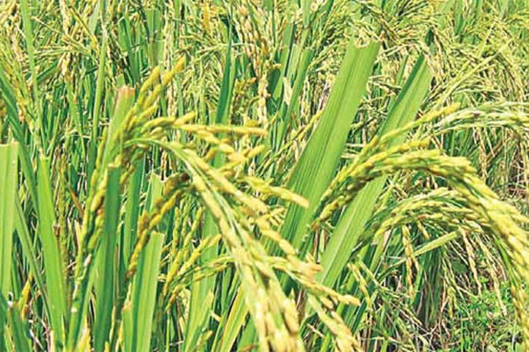 paddy cultivation requires, telangana crops cultivation