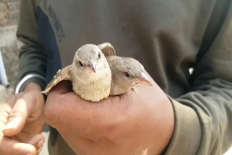 large-number-of-migratory-birds-reach-palamu-during-cold-season