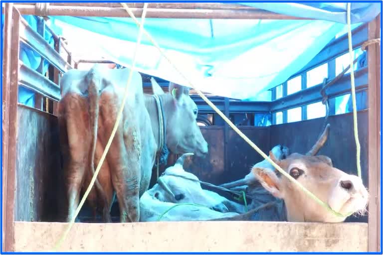 illegal cattle smuggling in golaghat