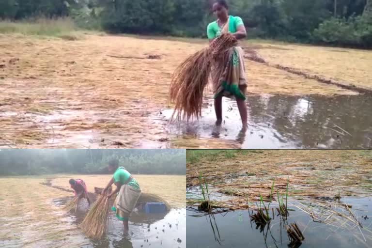 paddy crop