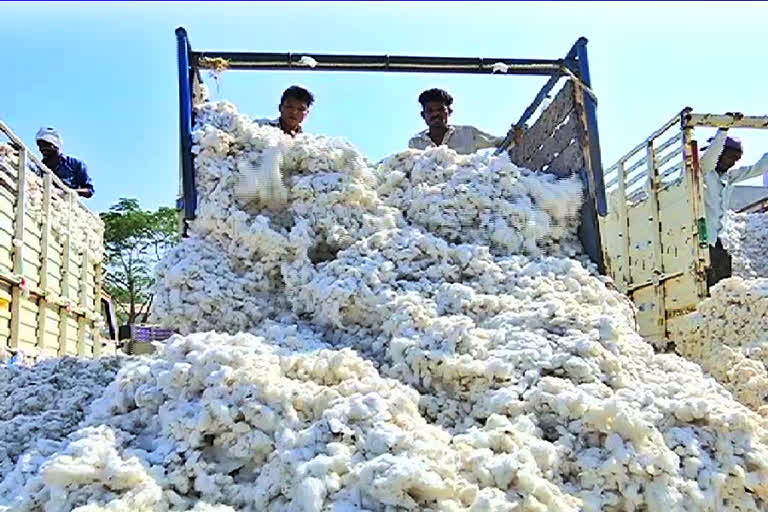 The price of cotton is falling day by day in adilabad district