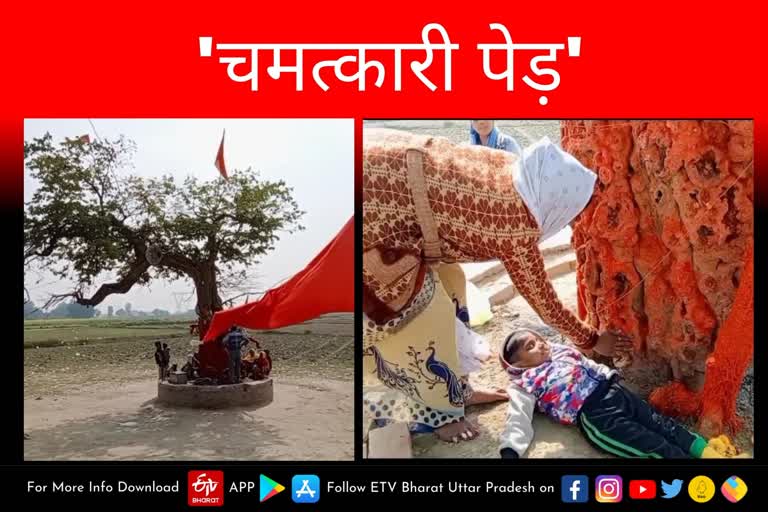 घाटमपुर में इन दिनों अनजान बाबा का एक पेड़ आस्था का केंद्र बना हुआ है.