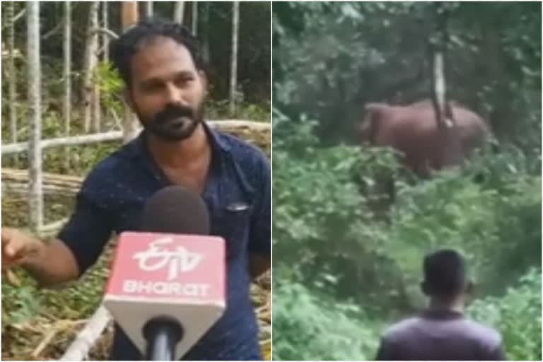 families fled in fear of wild elephants in kasargode  wild animal attack chooraladi kasargode  wild animals attacking agricultural crops  farmers against forest department in wild animal attack  കാട്ടാന ഭീതിയില്‍ കര്‍ഷകര്‍  വന്യമൃഗ ശല്യം രൂക്ഷം  കാട്ടാനകളെ പേടിച്ച്‌ വീട്‌ വിട്ട്‌ കുടുംബങ്ങള്‍  കാസർകോട് ജില്ലയിലെ ചൂരലടി ഗ്രാമം