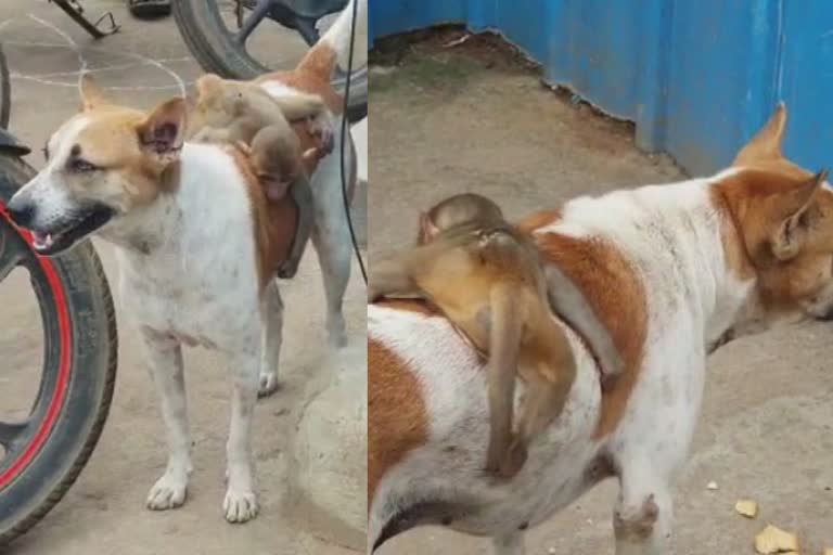 monkey  monkey rides on dogs back  east godhavari district  viral video  interesting video  നായയുടെ പുറത്തിരുന്ന് യാത്ര ചെയ്യുന്ന കുരങ്ങൻ  വീഡിയോ വൈറൽ  വൈറൽ വീഡിയോ  കുരങ്ങൻ വീഡിയോ  നായ വീഡിയോ