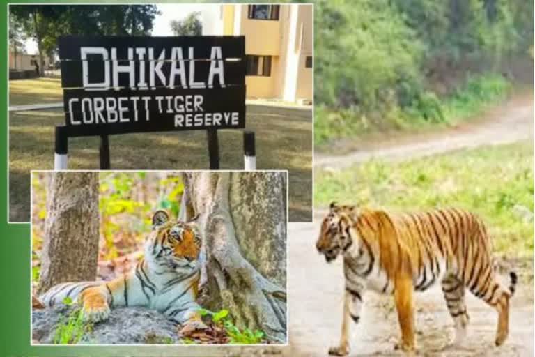 Rajaji park chilla and motichoor range open for tourists