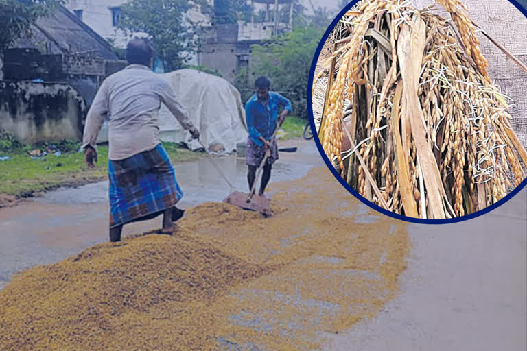 paddy-farmers-problems-due-to-rains-in-ap