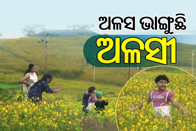 ସୁନେଲୀ ଚାଦର ଘୋଡେଇ ପର୍ଯ୍ୟଟକଙ୍କୁ ଡାକୁଛି କୋରାପୁଟ