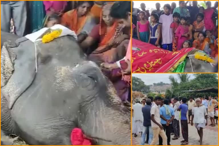 elephant dies in temple