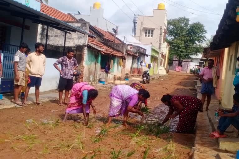 ramangar-anchipura-resident-plant-paddy-in-the-street-road