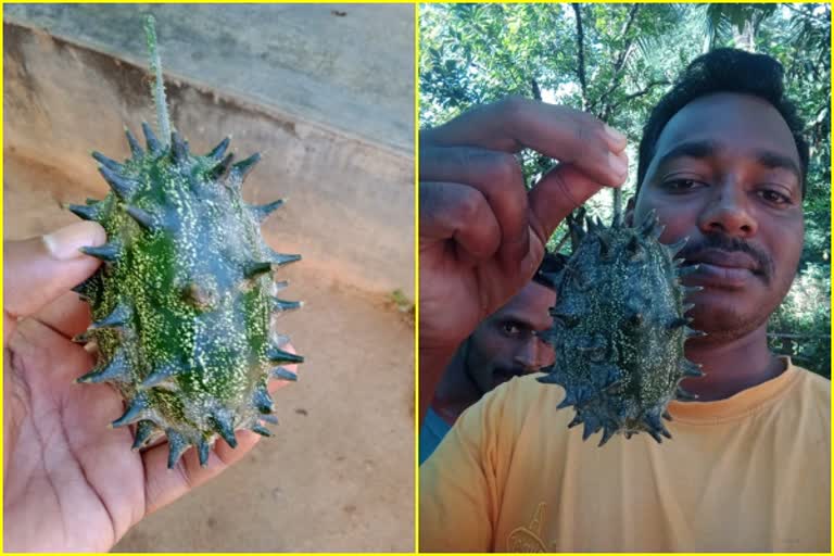 Coronavirus shaped cucumber