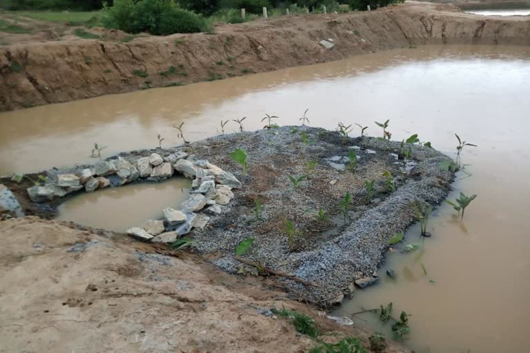 ನೈಸರ್ಗಿಕ ಮಾದರಿಯಲ್ಲಿ ಕೆರೆ ನೀರು ಶುದ್ಧೀಕರಣ