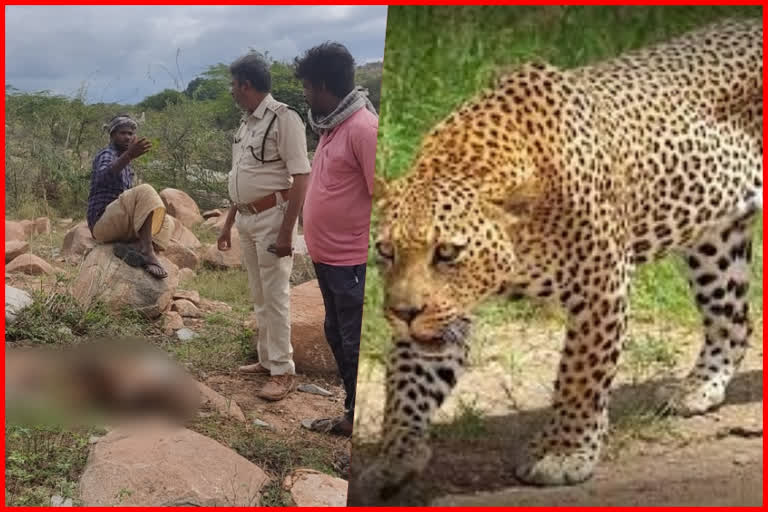 leopard at gulyapalem