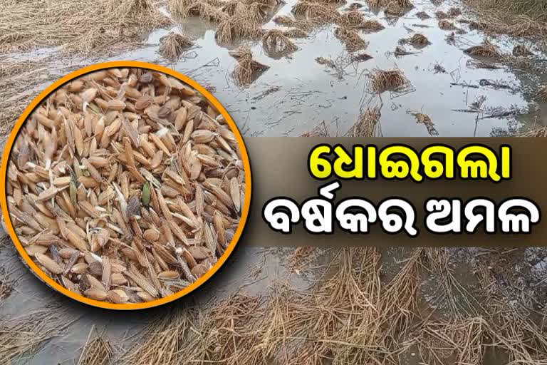 farmers harvesting corps wash on continuous rain in khurdha