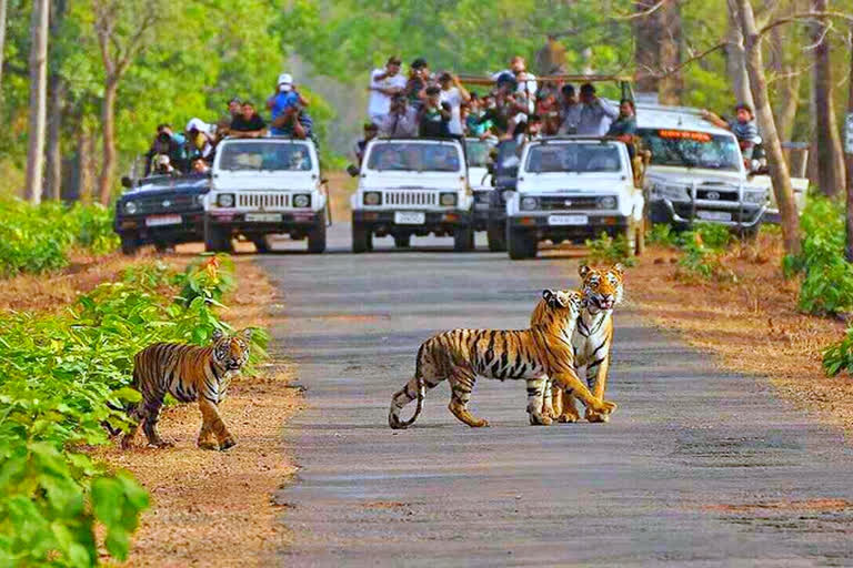 tiger stay tourist package starts today in amrabad tiger reserve forest