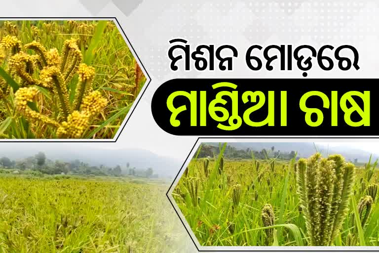 ଶିଳ୍ପ ଜିଲ୍ଲାକୁ ପୁଣି ଫେରିଲା ମାଣ୍ଡିଆ, ମିଶନ ମୋଡ଼ରେ ହେଉଛି ଚାଷ