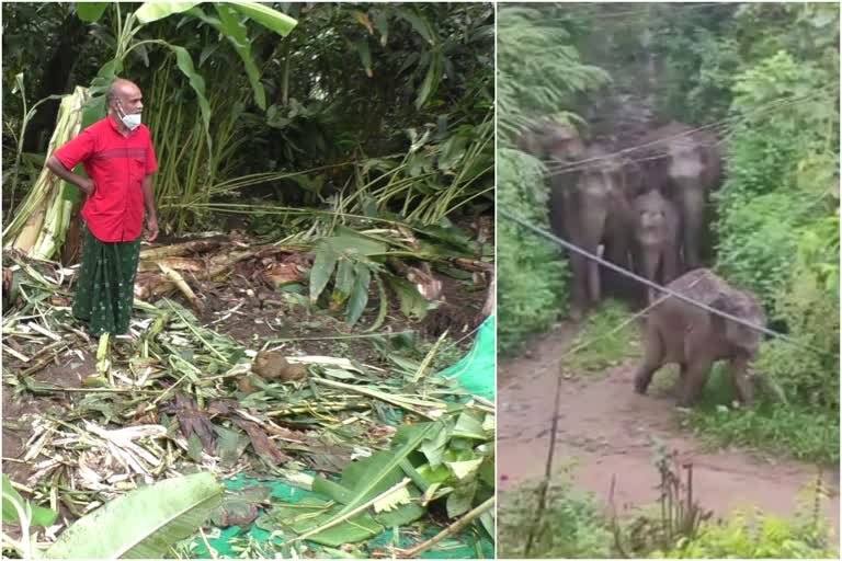 wild elephant attack  wild elephant attack news  idukki wild elephant attack news  idukki wild elephant attack  idukki high range wild elephant attack news  idukki high range wild elephant attack  elephant attack latest news  elephant herd  കാട്ടാന ശല്യം  കാട്ടാന ശല്യം വാര്‍ത്ത  കാട്ടാന ശല്യം രൂക്ഷം വാര്‍ത്ത  കാട്ടാന ശല്യം രൂക്ഷം  ഇടുക്കി കാട്ടാന ശല്യം വാര്‍ത്ത  ഇടുക്കി കാട്ടാന ശല്യം  ഇടുക്കി ഹൈറേഞ്ച് കാട്ടാന ശല്യം വാര്‍ത്ത  ഇടുക്കി ഹൈറേഞ്ച് കാട്ടാന ശല്യം  ഹൈറേഞ്ച് കാട്ടാന ശല്യം  കാട്ടാനക്കൂട്ടം വാര്‍ത്ത  കാട്ടാന ജനവാസ മേഖല വാര്‍ത്ത