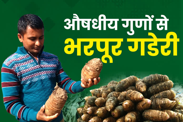 uttarakhand medicinal vegetable