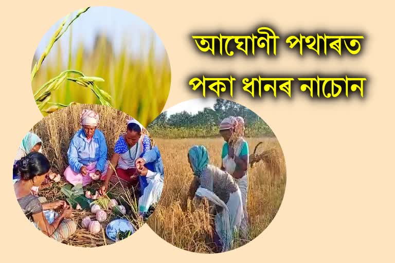 পদূলিমুখত আঘোণ: লখিমীৰে নভৰিল আঘোণী পথাৰ