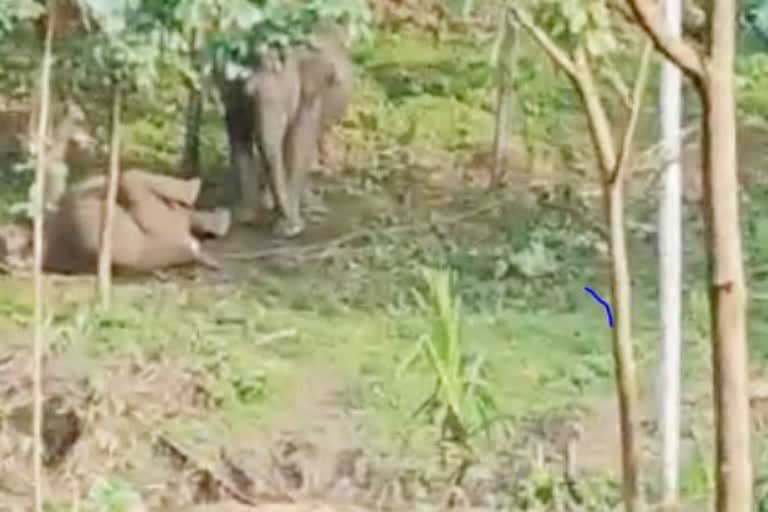 Elephants try to wake up an electrocuted calf at Kerala