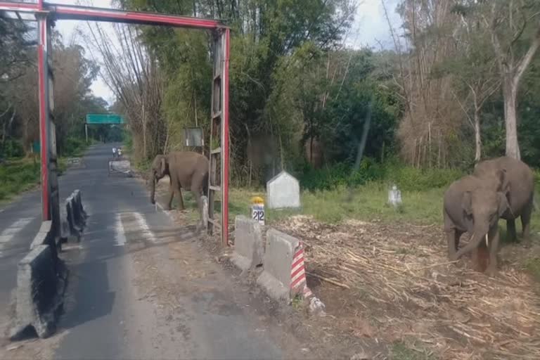 நெடுஞ்சாலைக்கு வந்த காட்டு யானைகள்