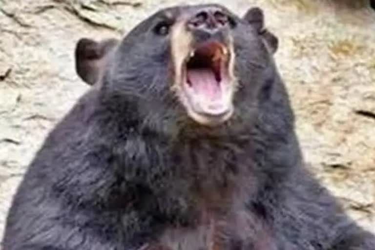 Forest guards injured by female bear bite