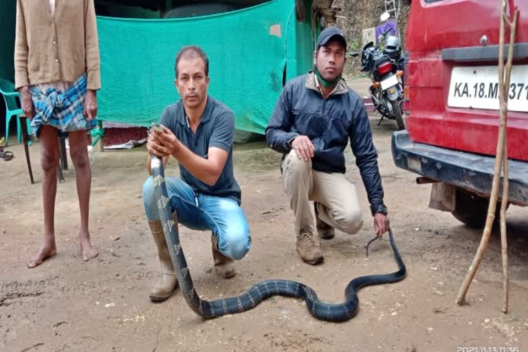 king cobra captured in chikmagalore