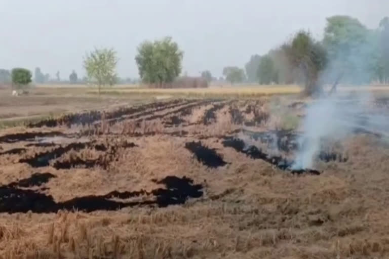 stubble burning in gohana