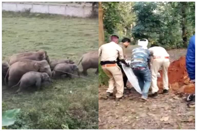 One killed in elephant attack in Surajpur