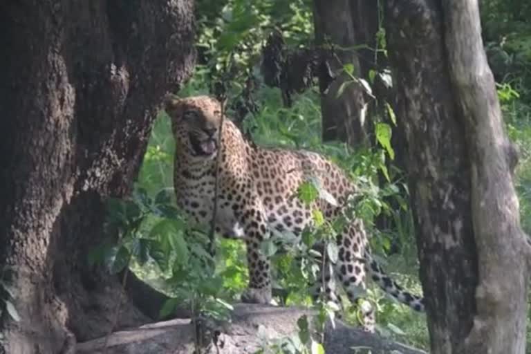 Leopard Sanctuary