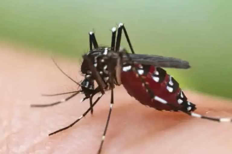 Dengue havoc continues in Bilaspur